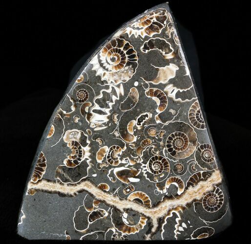 Polished Ammonite Fossil - Marston Magna Marble - Free Standing #42214